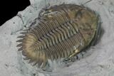 Greenops Trilobite - Arkona, Ontario #164404-10